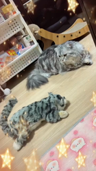 石井順子ブリーダーからお迎えしたマンチカン：夢(ゆめ)ちゃん