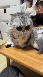 石井順子ブリーダーからお迎えしたマンチカン：夢(ゆめ)ちゃん