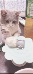 田村修ブリーダーからお迎えしたブリティッシュショートヘア：月媛(るな)ちゃん