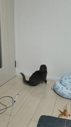 田村修ブリーダーからお迎えしたブリティッシュショートヘア：月媛(るな)ちゃん