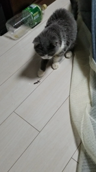 田村修ブリーダーからお迎えしたブリティッシュショートヘア：月媛(るな)ちゃん