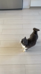 田村修ブリーダーからお迎えしたブリティッシュショートヘア：月媛(るな)ちゃん
