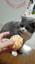 田村修ブリーダーからお迎えしたブリティッシュショートヘア：月媛(るな)ちゃん