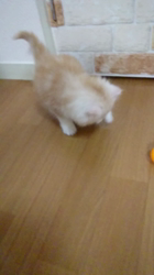 斉木裕ブリーダーからお迎えしたスコティッシュフォールド：ゆずくん