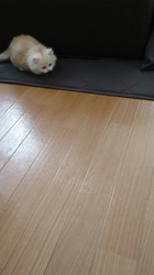 斉木裕ブリーダーからお迎えしたスコティッシュフォールド：ゆずくん