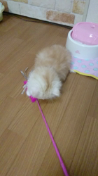 斉木裕ブリーダーからお迎えしたスコティッシュフォールド：ゆずくん