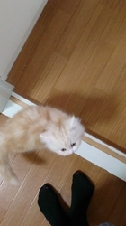 斉木裕ブリーダーからお迎えしたスコティッシュフォールド：ゆずくん