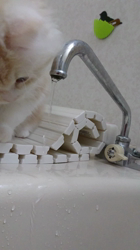 斉木裕ブリーダーからお迎えしたスコティッシュフォールド：ゆずくん