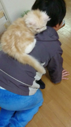 斉木裕ブリーダーからお迎えしたスコティッシュフォールド：ゆずくん