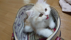 斉木裕ブリーダーからお迎えしたスコティッシュフォールド：ゆずくん