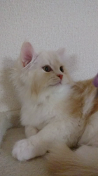 斉木裕ブリーダーからお迎えしたスコティッシュフォールド：ゆずくん