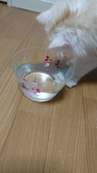 斉木裕ブリーダーからお迎えしたスコティッシュフォールド：ゆずくん