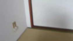 斉木裕ブリーダーからお迎えしたスコティッシュフォールド：ゆずくん
