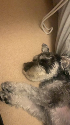 菊地原真澄ブリーダーからお迎えしたミニチュアシュナウザー：アビィちゃん