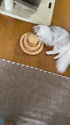 岩瀬典子ブリーダーからお迎えしたミヌエット：ゆなちゃん