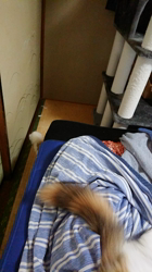 伊藤啓子ブリーダーからお迎えしたメインクーン：ユーノちゃん