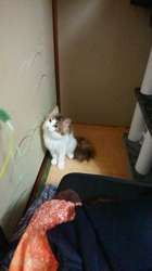伊藤啓子ブリーダーからお迎えしたメインクーン：ユーノちゃん