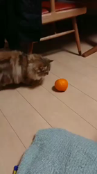 桑原祥吾ブリーダーからお迎えしたペルシャ：ふぅくん