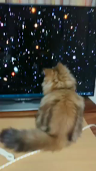 桑原祥吾ブリーダーからお迎えしたペルシャ：ふぅくん