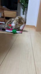 桑原祥吾ブリーダーからお迎えしたペルシャ：ふぅくん