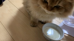 桑原祥吾ブリーダーからお迎えしたペルシャ：ふぅくん