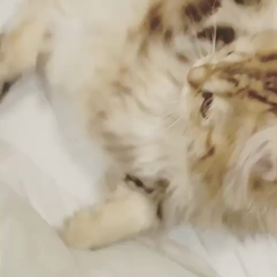 桑原祥吾ブリーダーからお迎えしたペルシャ：ふぅくん