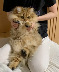 桑原祥吾ブリーダーからお迎えしたペルシャ：ふぅくん