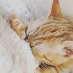 亀田麗花ブリーダーからお迎えしたブリティッシュ ショートヘア×マンチカン：ナッツちゃん