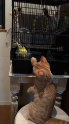 亀田麗花ブリーダーからお迎えしたブリティッシュ ショートヘア×マンチカン：ナッツちゃん