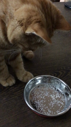 亀田麗花ブリーダーからお迎えしたブリティッシュ ショートヘア×マンチカン：ナッツちゃん