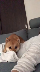 坂本真弓ブリーダーからお迎えした柴犬：マロンちゃん