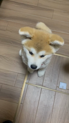 林仲仔ブリーダーからお迎えした秋田犬：春音(はのん)ちゃん