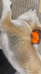 林仲仔ブリーダーからお迎えした秋田犬：春音(はのん)ちゃん