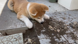 林仲仔ブリーダーからお迎えした秋田犬：春音(はのん)ちゃん