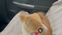 林仲仔ブリーダーからお迎えした秋田犬：春音(はのん)ちゃん
