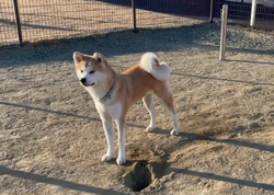 林仲仔ブリーダーからお迎えした秋田犬：春音(はのん)ちゃん