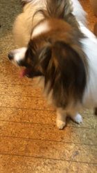 橋本拓也ブリーダーからお迎えしたパピヨン：らんちゃん