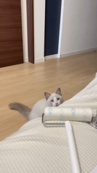 香坂眞由美ブリーダーからお迎えしたラグドール：テオくん