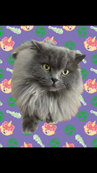 村井令枝ブリーダーからお迎えしたブリティッシュロングヘア：蘭丸くん