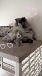 村井令枝ブリーダーからお迎えしたブリティッシュロングヘア：蘭丸くん