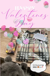 村井令枝ブリーダーからお迎えしたブリティッシュロングヘア：蘭丸くん