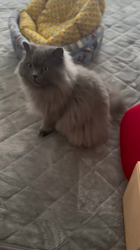 村井令枝ブリーダーからお迎えしたブリティッシュロングヘア：蘭丸くん