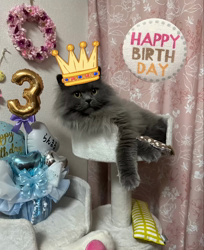 村井令枝ブリーダーからお迎えしたブリティッシュロングヘア：蘭丸くん