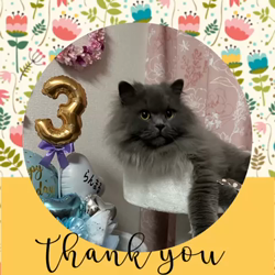 村井令枝ブリーダーからお迎えしたブリティッシュロングヘア：蘭丸くん