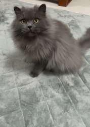 村井令枝ブリーダーからお迎えしたブリティッシュロングヘア：蘭丸くん