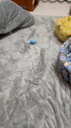 村井令枝ブリーダーからお迎えしたブリティッシュロングヘア：蘭丸くん