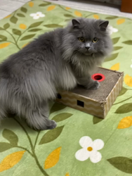 村井令枝ブリーダーからお迎えしたブリティッシュロングヘア：蘭丸くん