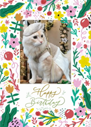 村井令枝ブリーダーからお迎えしたブリティッシュロングヘア：蘭丸くん