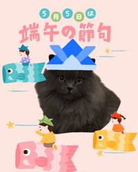 村井令枝ブリーダーからお迎えしたブリティッシュロングヘア：蘭丸くん