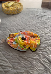 村井令枝ブリーダーからお迎えしたブリティッシュロングヘア：蘭丸くん